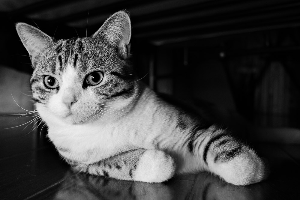 Parsley (2022)